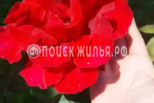 Частный сектор «Семейный», Головинка