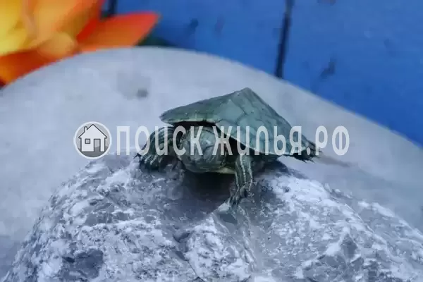 «Алита», Кучугуры «Алита», Кучугуры