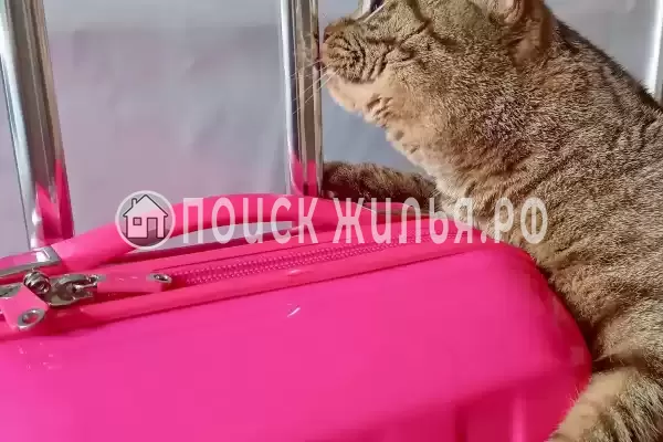 Отель «Грин Грейп SyncotelHome», Санкт-Петербург Отель «Грин Грейп SyncotelHome», Санкт-Петербург