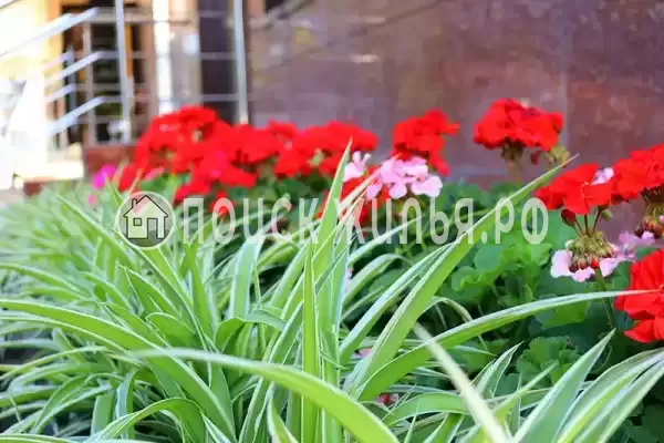 «Мишель», Анапа «Мишель», Анапа