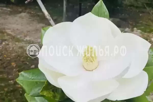 Частный сектор «У Анджелы», Гагра