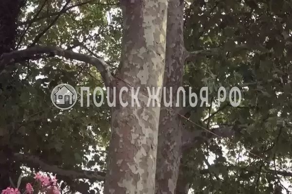 Частный сектор «Гостевые домики Platan House», Гагра