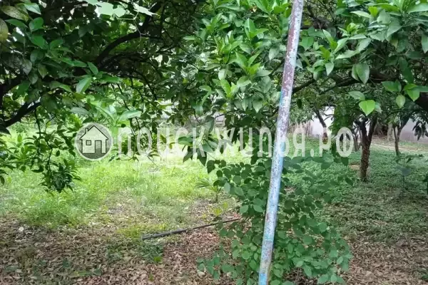 Частный сектор «Дионис», Пицунда