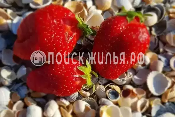 «Азовский», Голубицкая