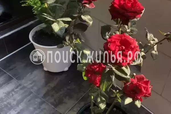 Отель «Султан Сулейман», Ольгинка