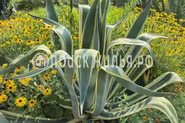 Гостевой дом «У Гаянэ», Цандрипш