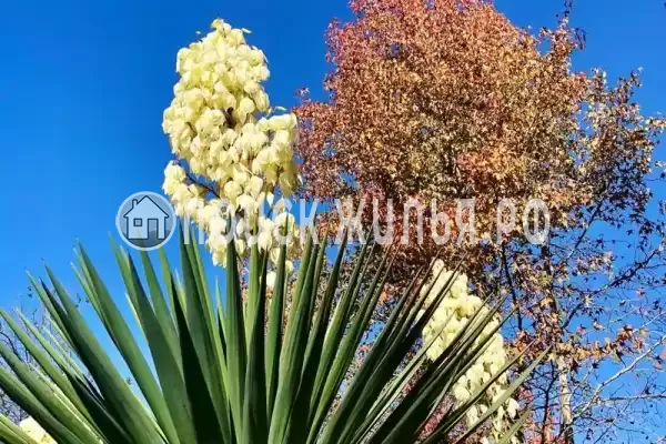 Частный сектор «Корона - 2», Адлер