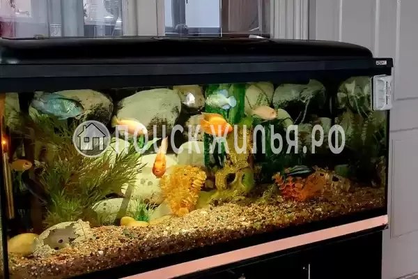 «Sun-City», Лазаревское