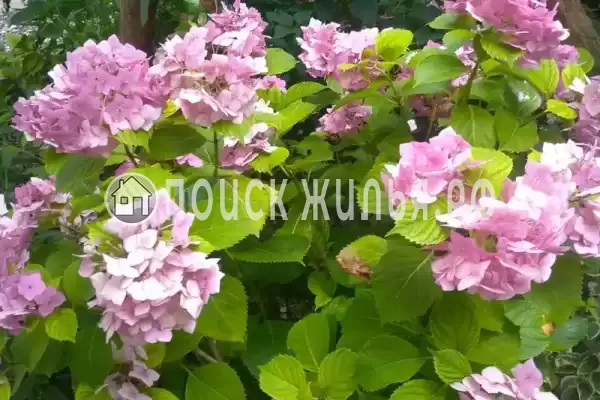 Гостевой дом «Бриз», Гагра Гостевой дом «Бриз», Гагра