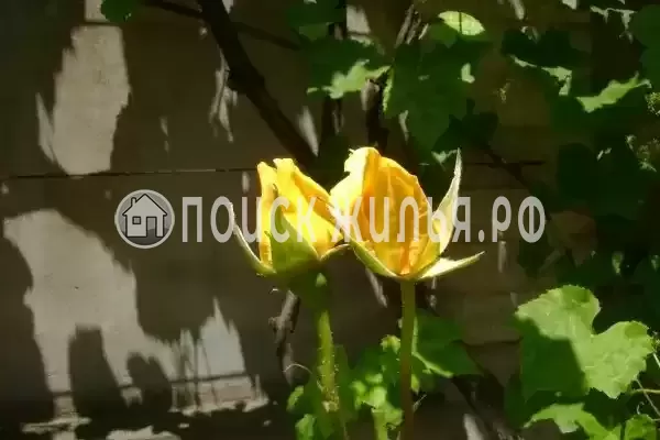 «Итинисан», Адлер