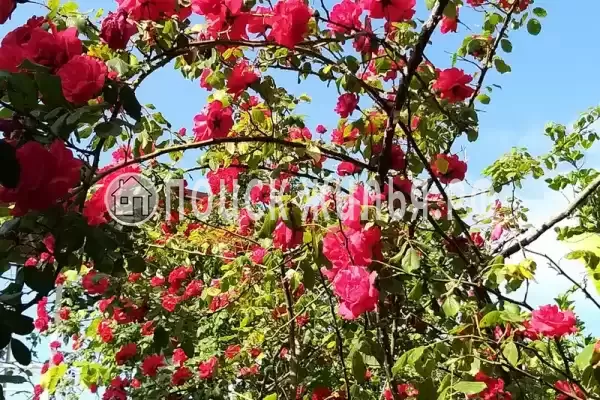 «Итинисан», Адлер