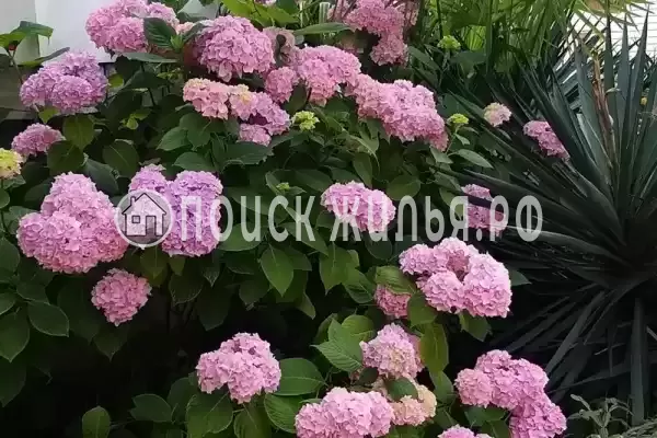 «Итинисан», Адлер