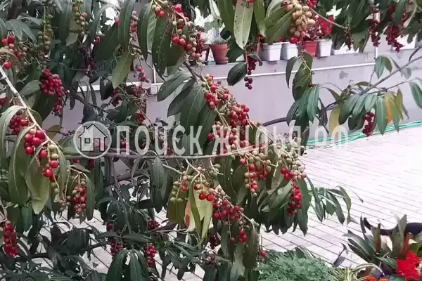 «Итинисан», Адлер