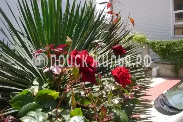 «Итинисан», Адлер