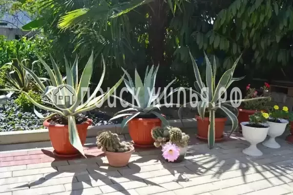 «Итинисан», Адлер