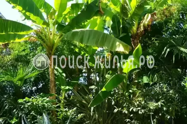 «Итинисан», Адлер