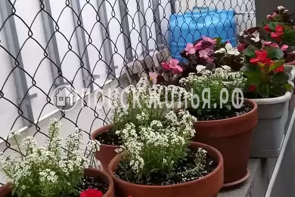 «Итинисан», Адлер