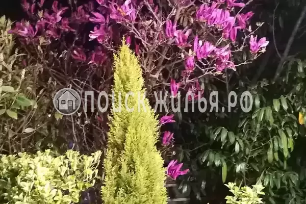 «Итинисан», Адлер