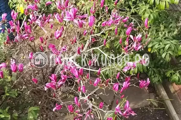 «Итинисан», Адлер