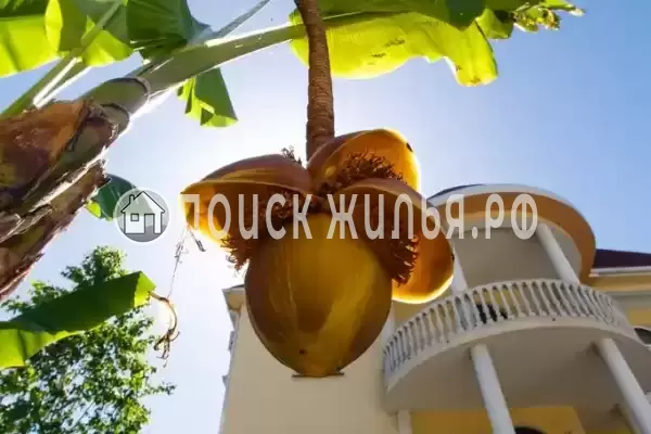 «Рената», Адлер «Рената», Адлер