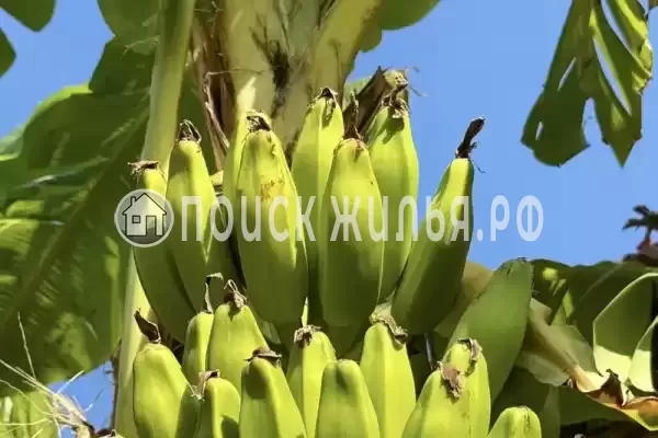 «Зеленый рай», Солоники