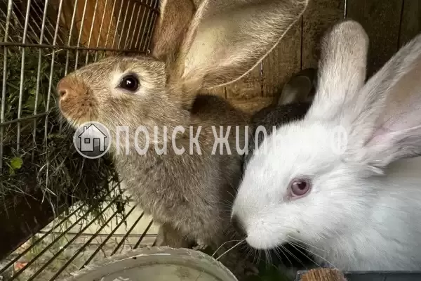 Гостевой дом «Раиса», Брест Гостевой дом «Раиса», Брест