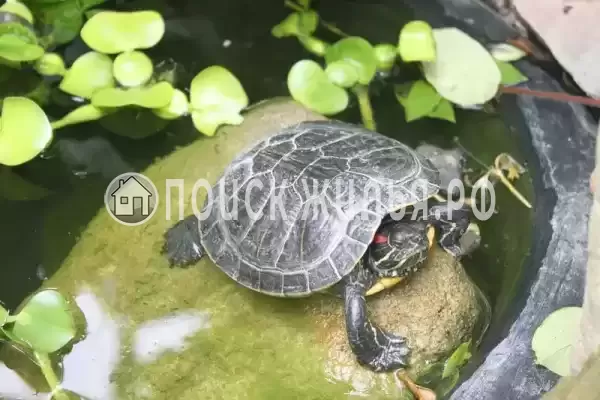 Гостевой дом «У Даши», Геленджик Гостевой дом «У Даши», Геленджик