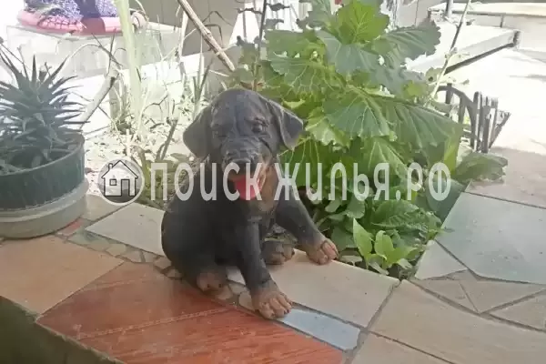 Гостевой дом «У Даши», Геленджик Гостевой дом «У Даши», Геленджик