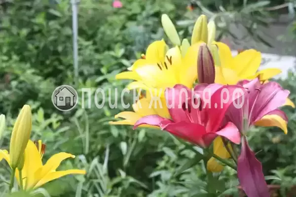 Гостевой дом «У Даши», Геленджик Гостевой дом «У Даши», Геленджик