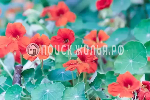 Частный сектор «Частный дом на Кольцевой 3», Лазаревское