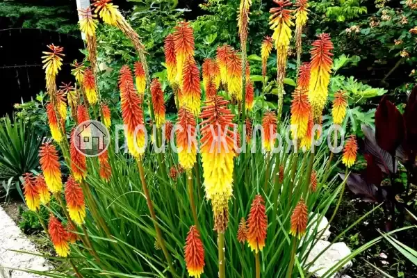 Частный сектор «Лесной», Бетта