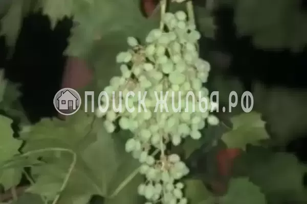 «Отдых», Голубицкая