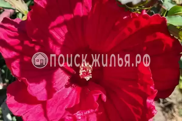 Частный сектор «На Черноморской», Джубга