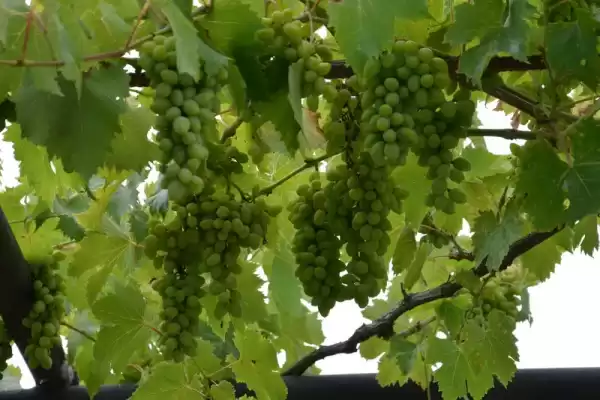Частный сектор «Частный дом Вита»