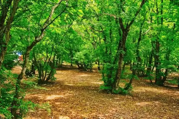 База отдыха «Можжевеловая роща», Краснодарский край, Кабардинка, Революционная, д. 105