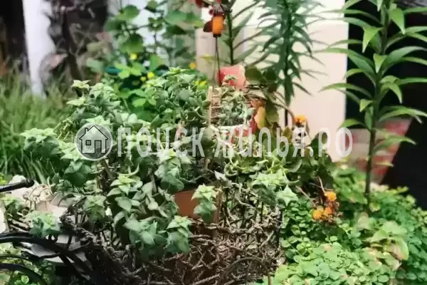 «На победы», Лазаревское