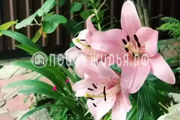 «На победы», Лазаревское