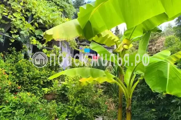 «У кедра», Совет-Квадже