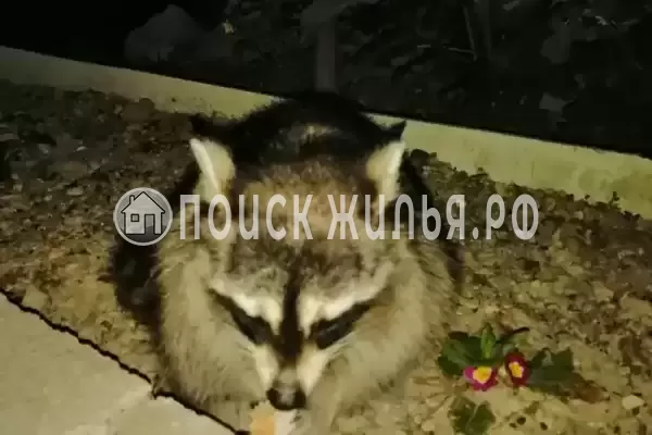 «Акация», Бетта