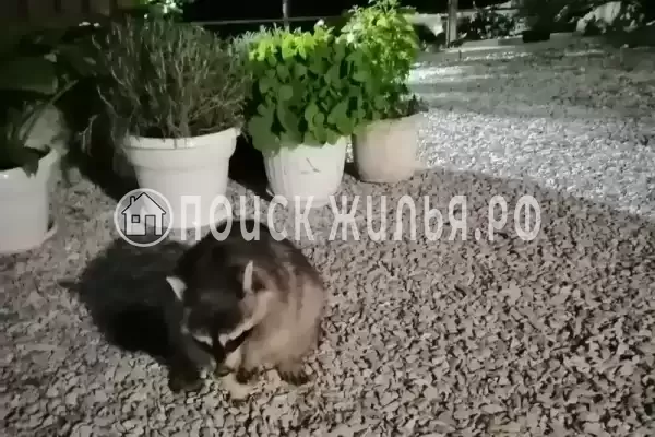 «Акация», Бетта