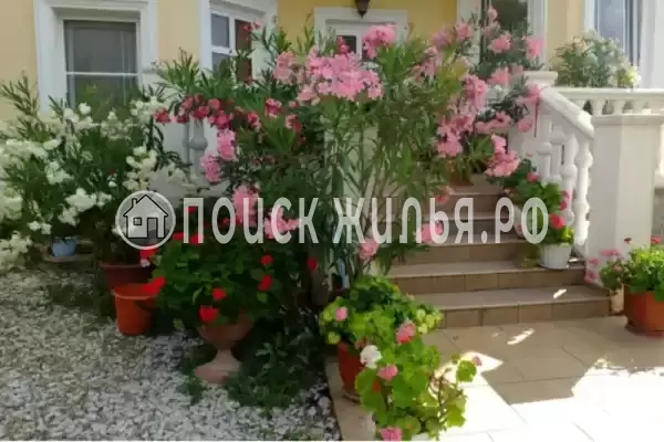 «Олеандр», Дивноморское «Олеандр», Дивноморское