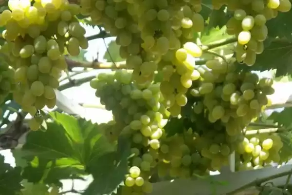 Частный сектор «Дом для семейного отдыха»