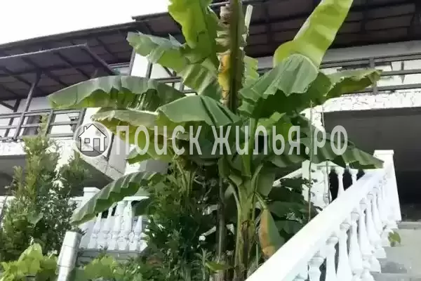 Гостевой дом «Киви», Пицунда