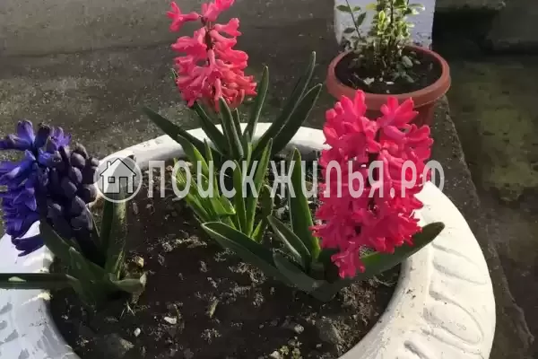 Гостевой дом «У Лизы», Цандрипш Гостевой дом «У Лизы», Цандрипш