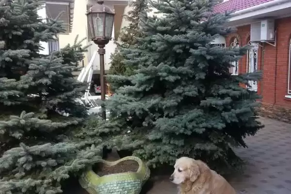Гостевой дом «Талия»