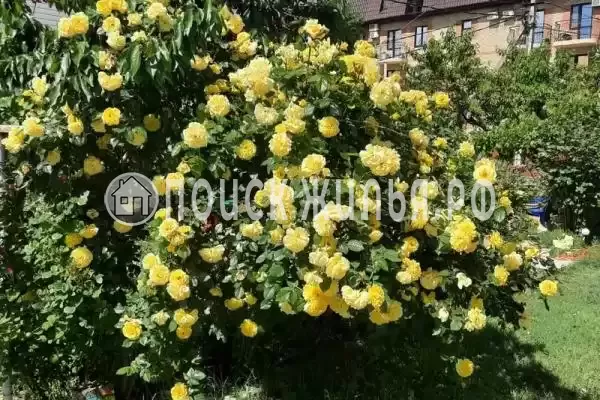 Гостевой дом «Аэлита», Сукко Гостевой дом «Аэлита», Сукко