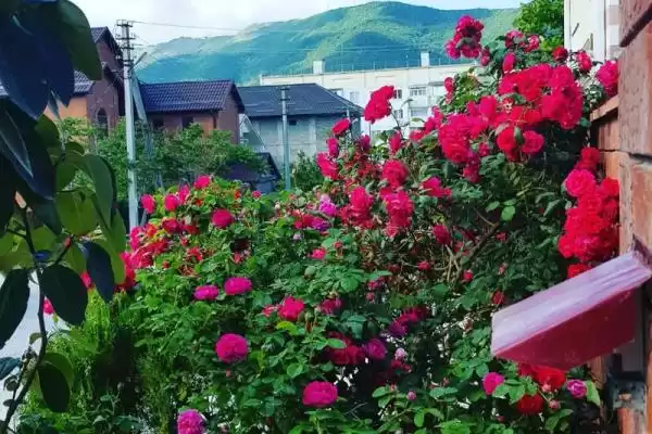 Гостевой дом «Флора»