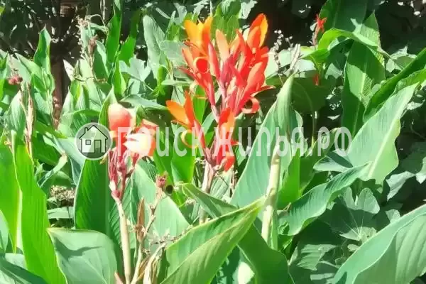 «LETOMORE», Пляхо