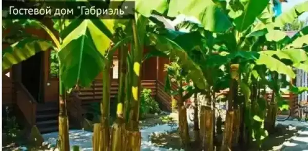 Гостевой дом «Габриэль»