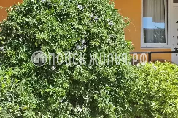 «Джулия», Сириус «Джулия», Сириус